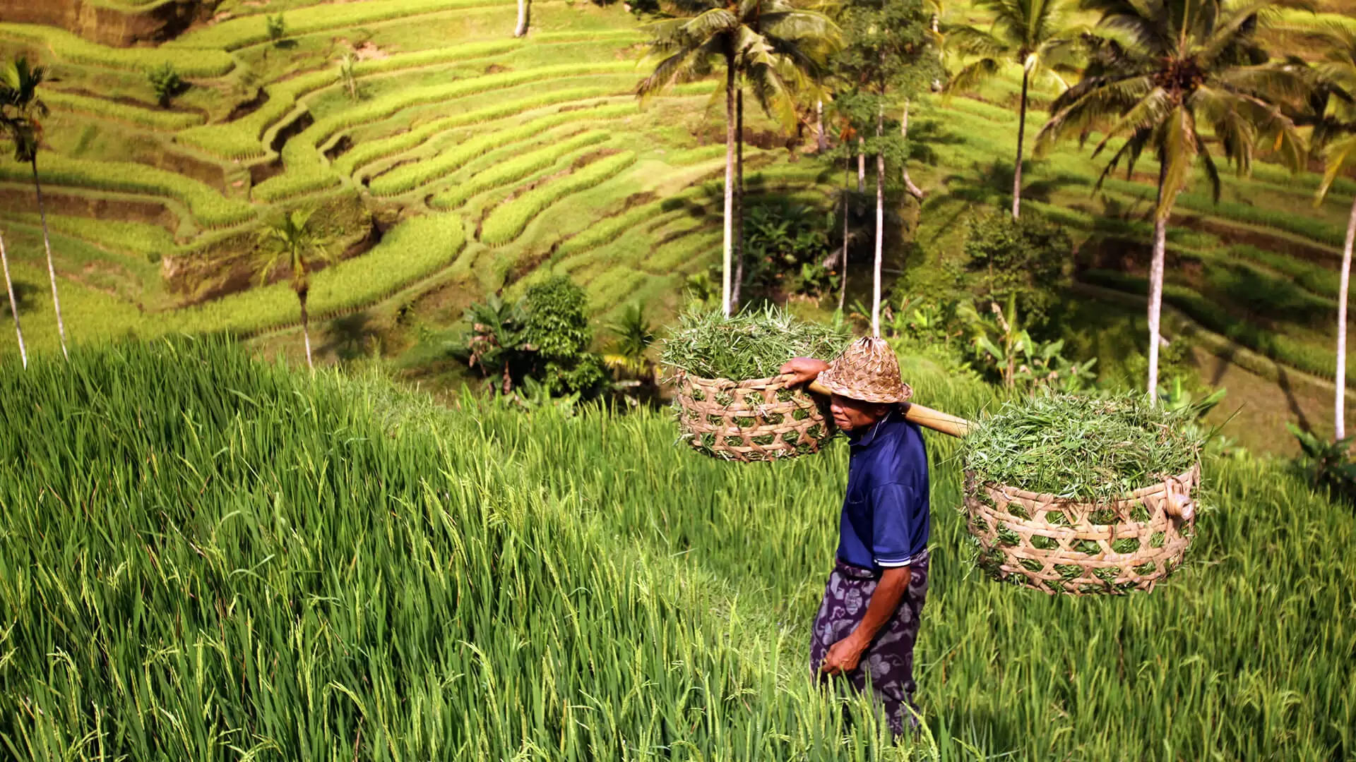 Village Bali Farming